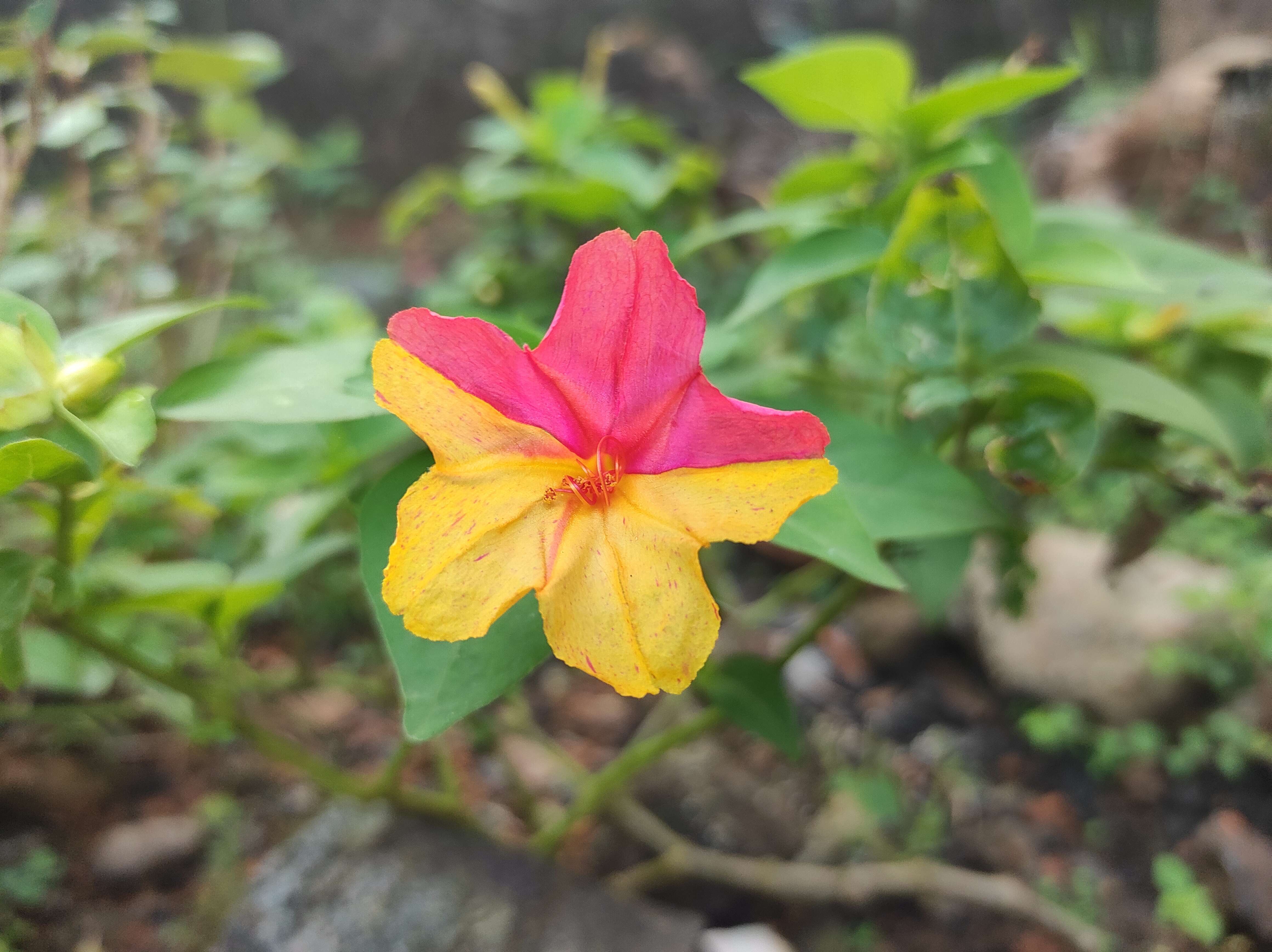 Image of Four o'Clock flower