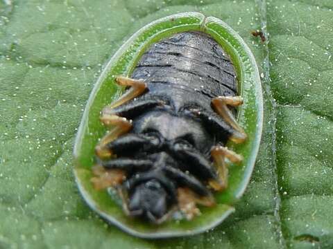 Image of thistle tortoise beetle