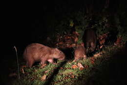 Image of Lesser Capybara