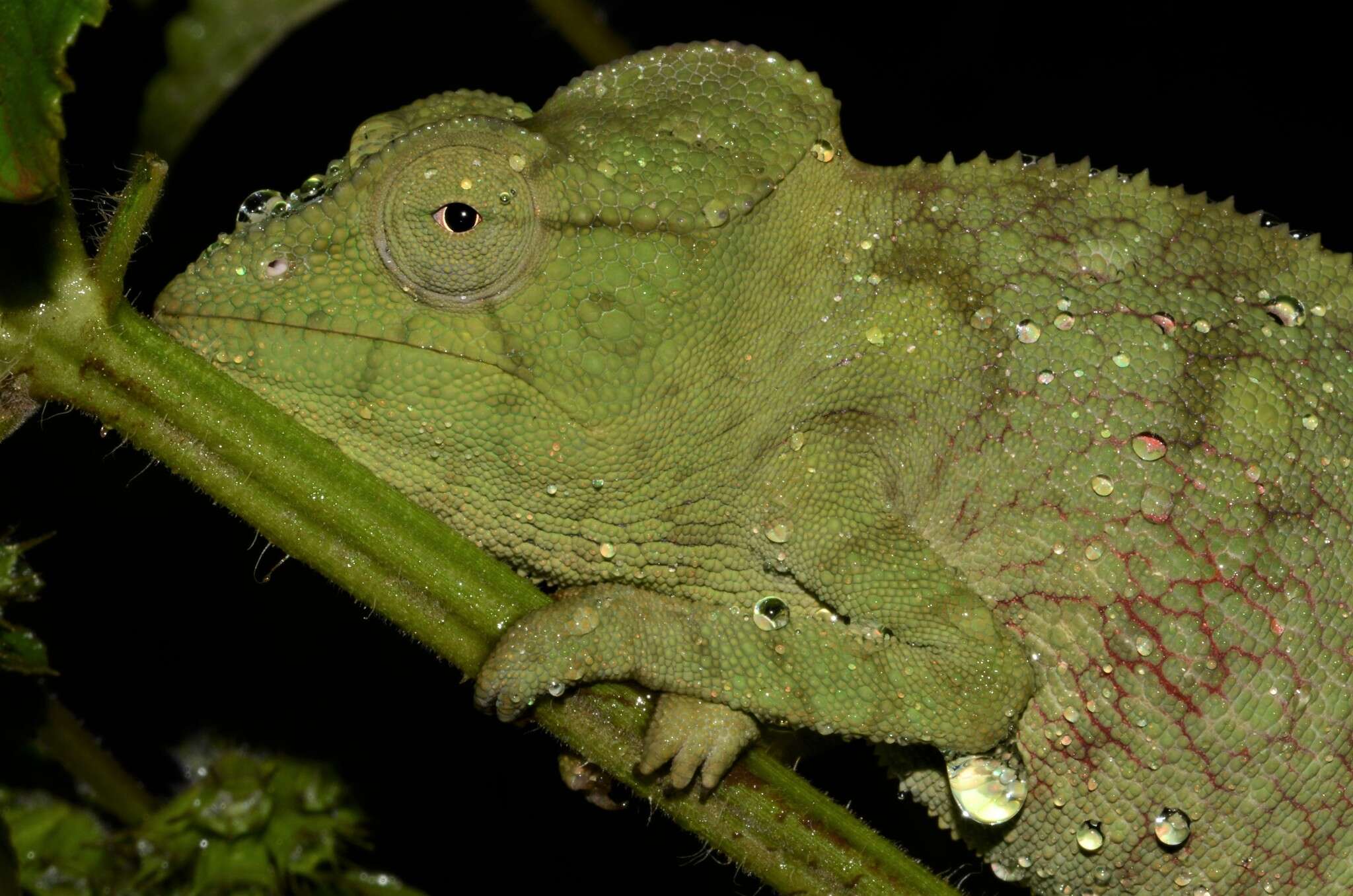 Image of Malagasy Giant Chameleon