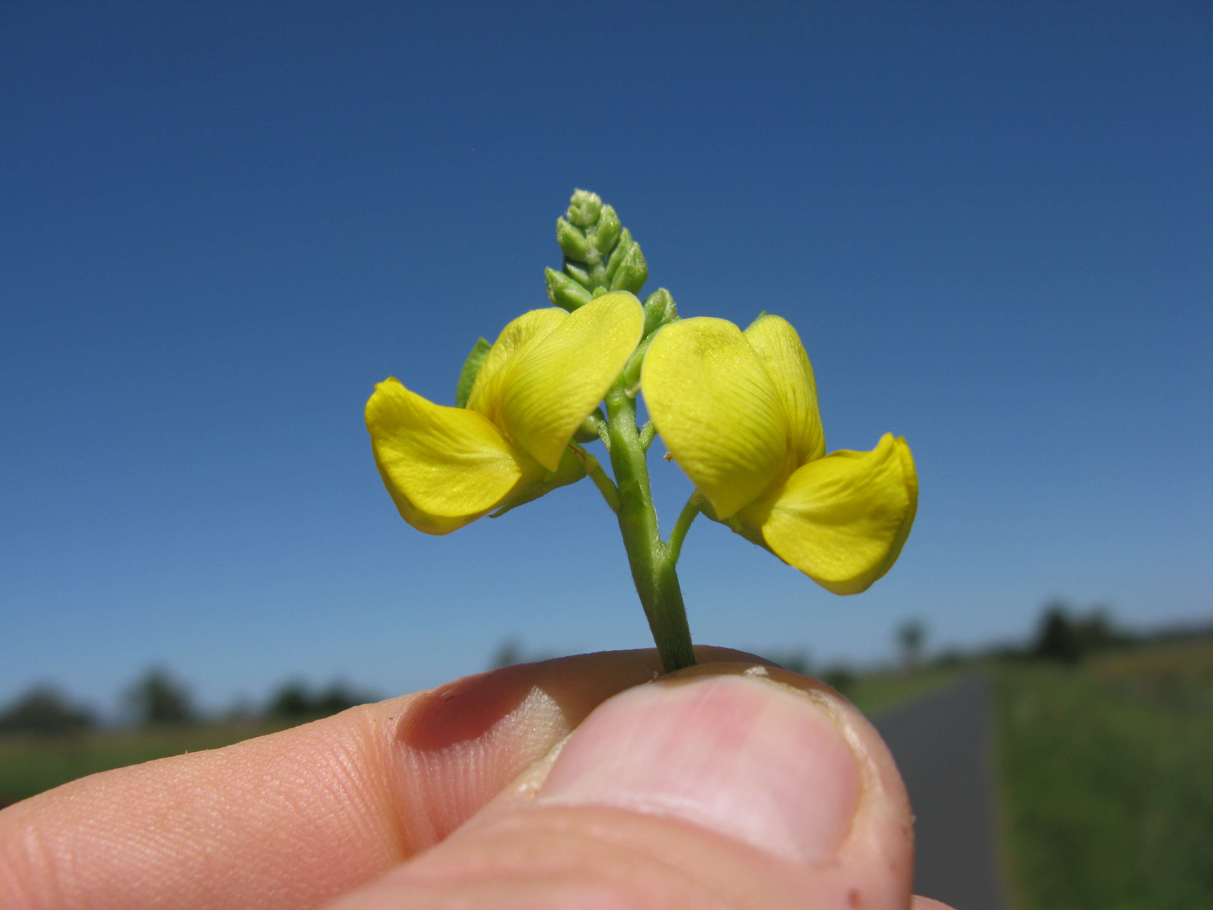 Vigna luteola (Jacq.) Benth. resmi