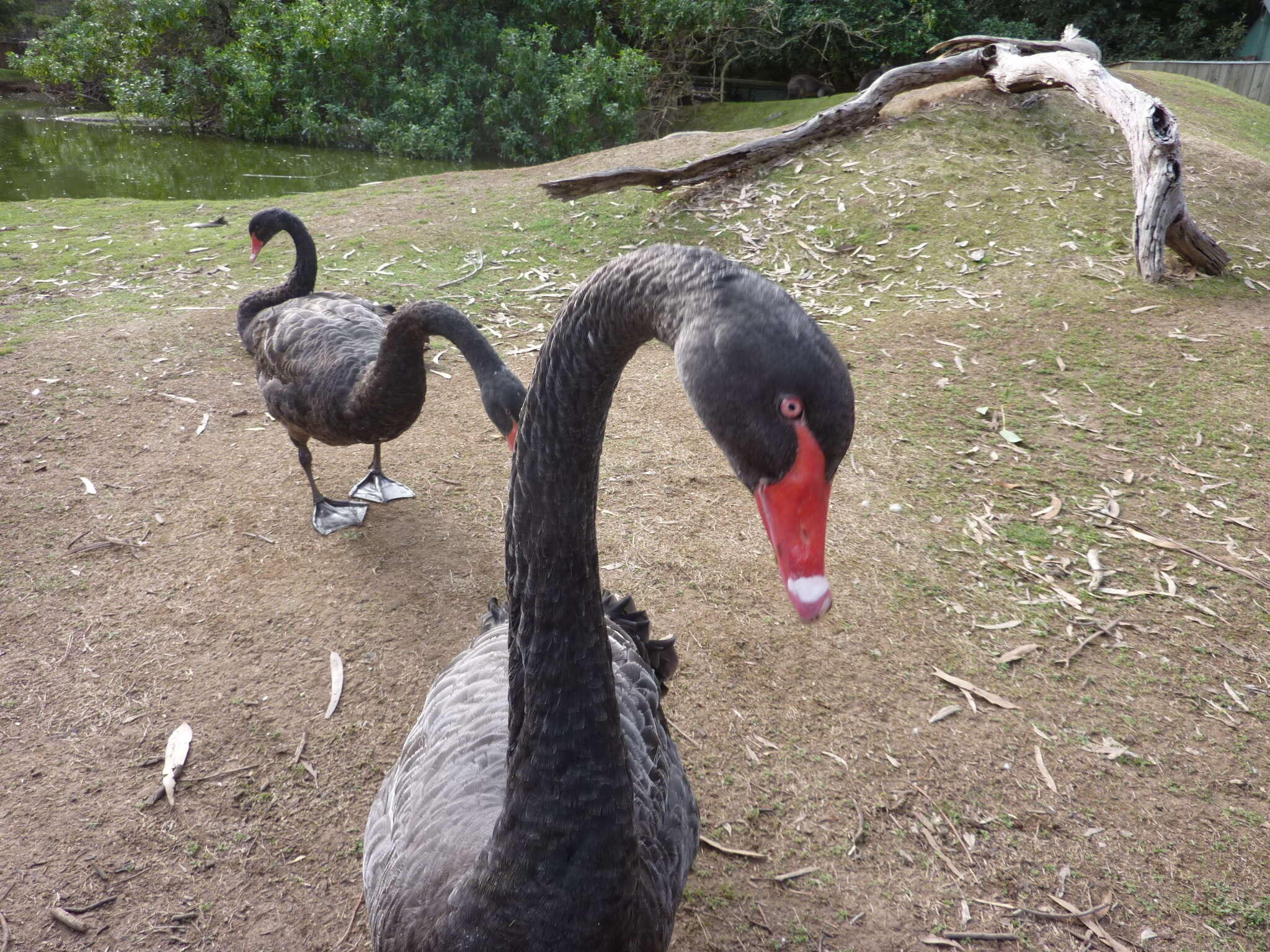 Image of Black Swan