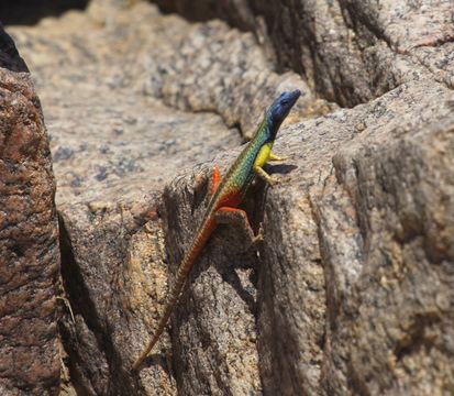 18.https www inaturalist org photos 342398.580x360