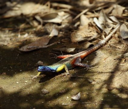 18.https www inaturalist org photos 342399.580x360