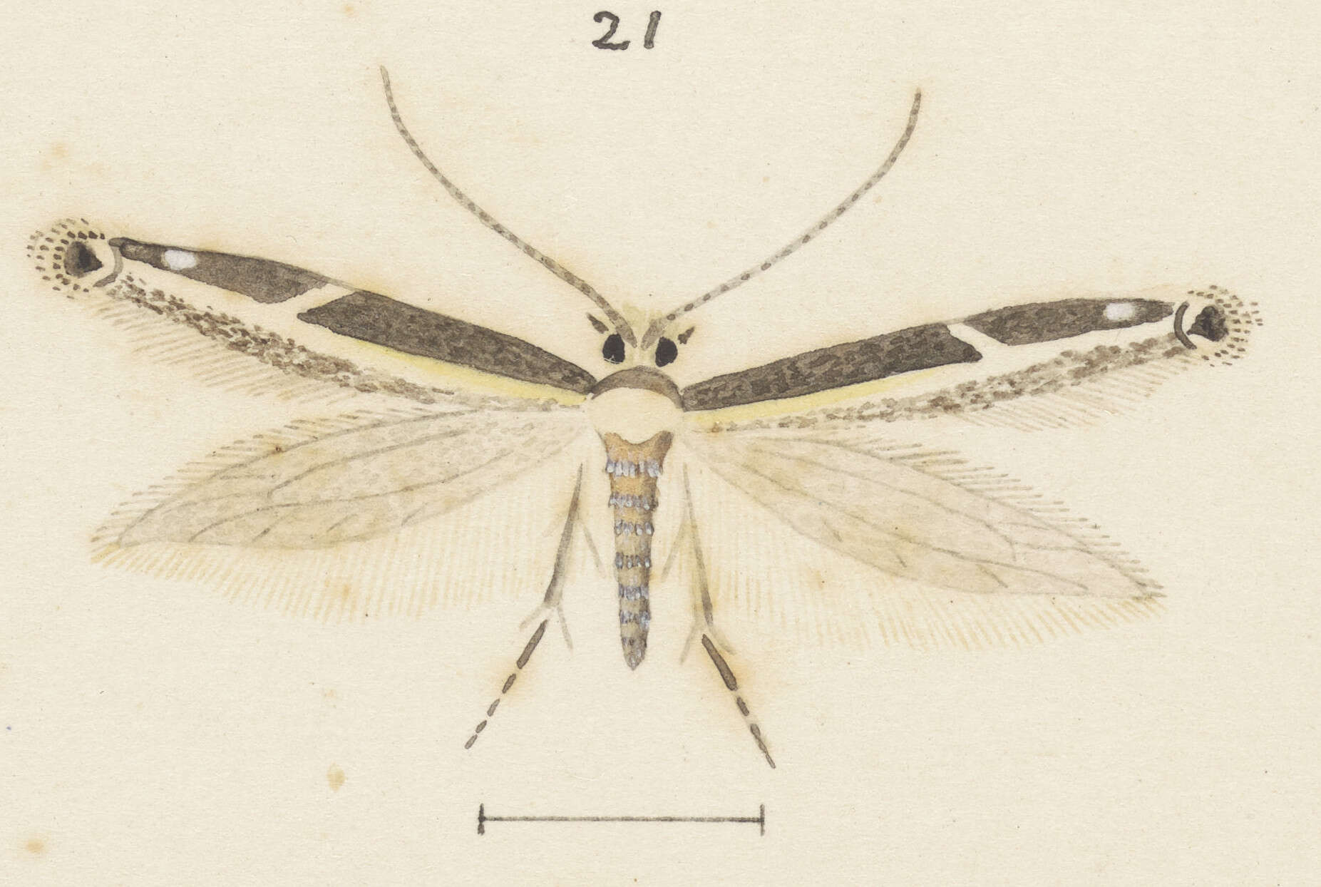 Image of Erechthias terminella (Walker 1863)