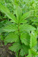 Image of Meadowsweet