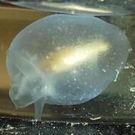 Image of naked pteropods