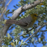 Image of Auriparus Baird & SF 1864