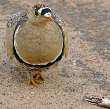 Image of Double-banded Sandgrouse