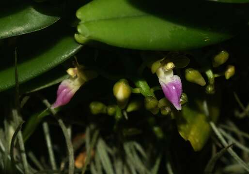 Image of Pelatantheria insectifera (Rchb. fil.) Ridl.