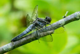 Image of Chalk-fronted Corporal