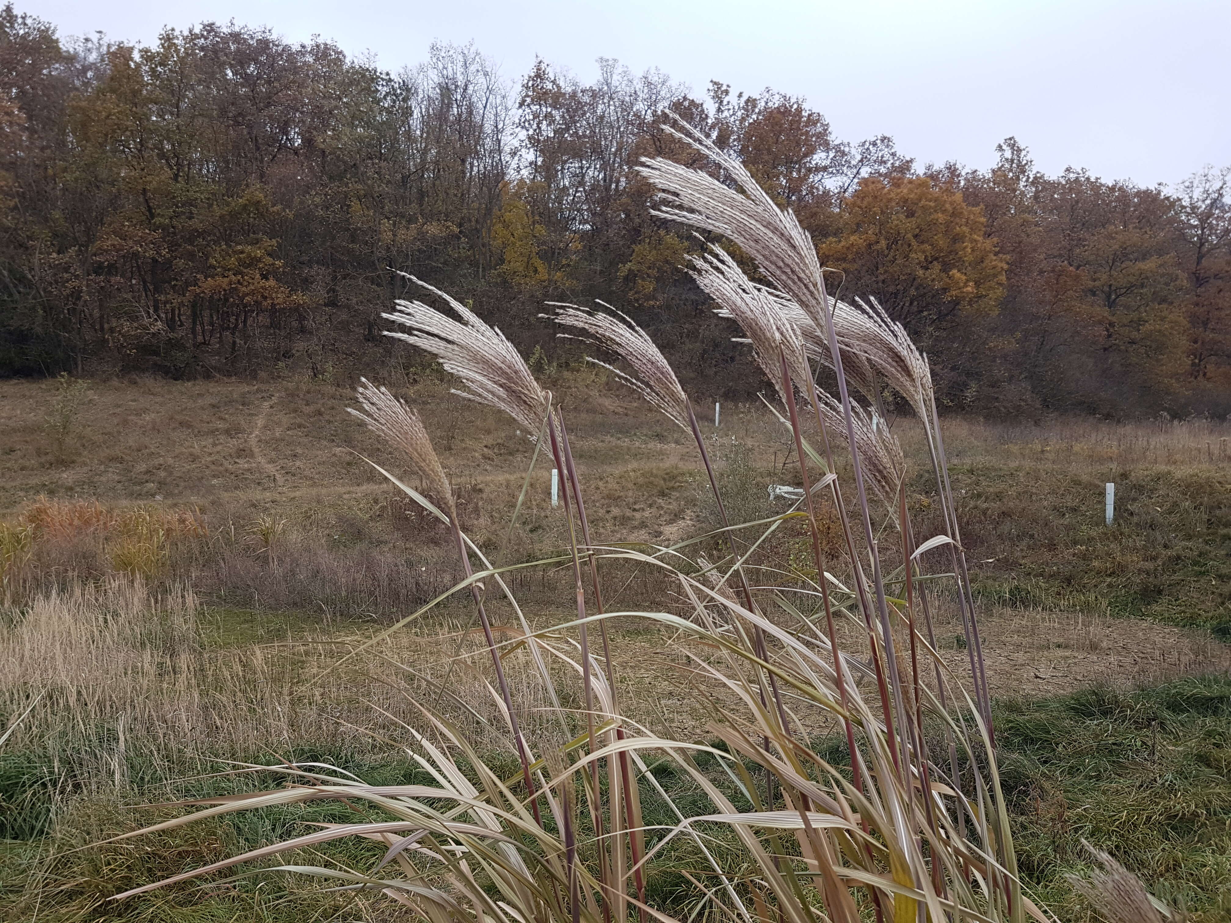 Слика од Miscanthus sacchariflorus (Maxim.) Benth. & Hook. fil. ex Franch.