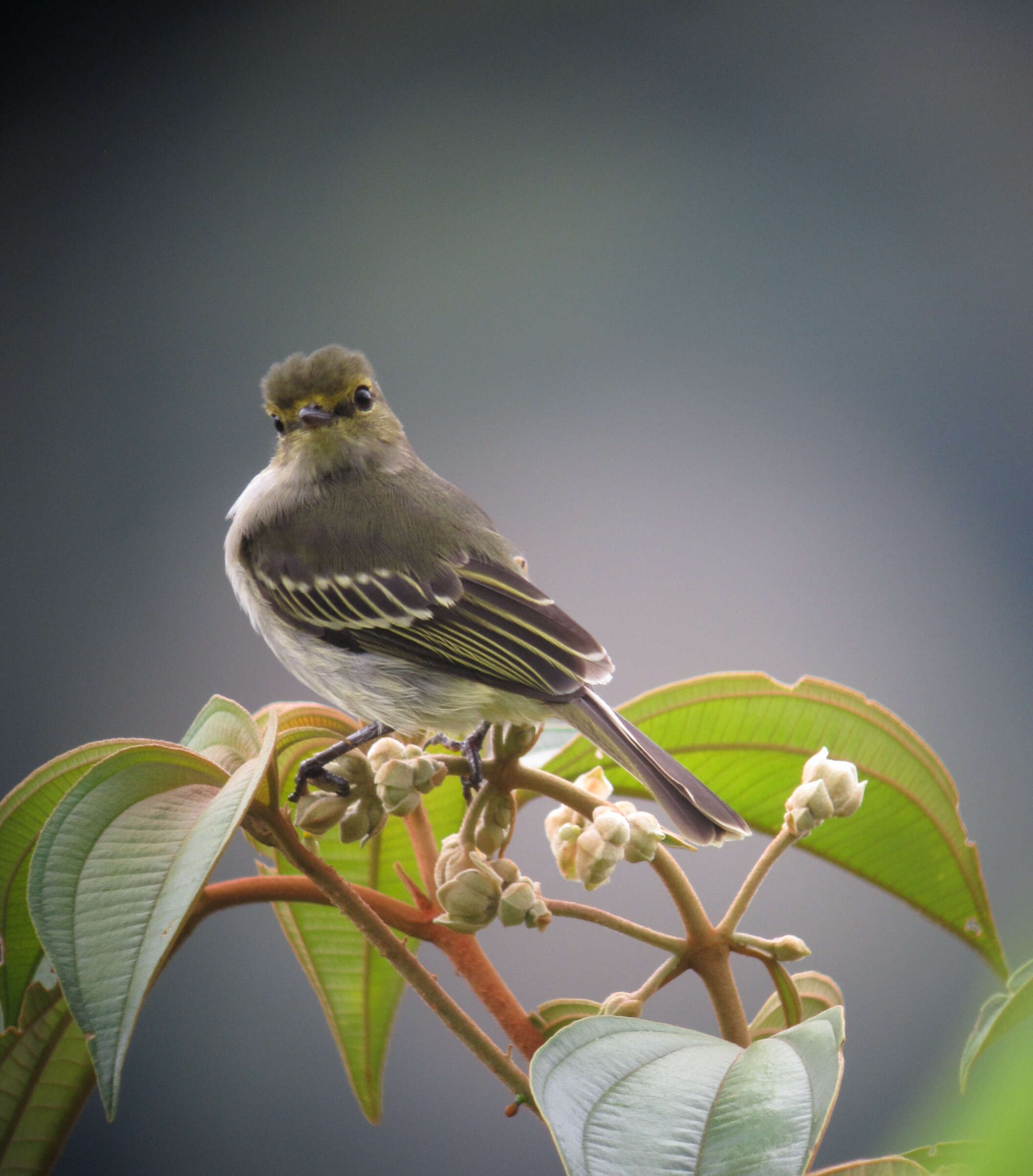 Image of Golden-faced Tyrannulet