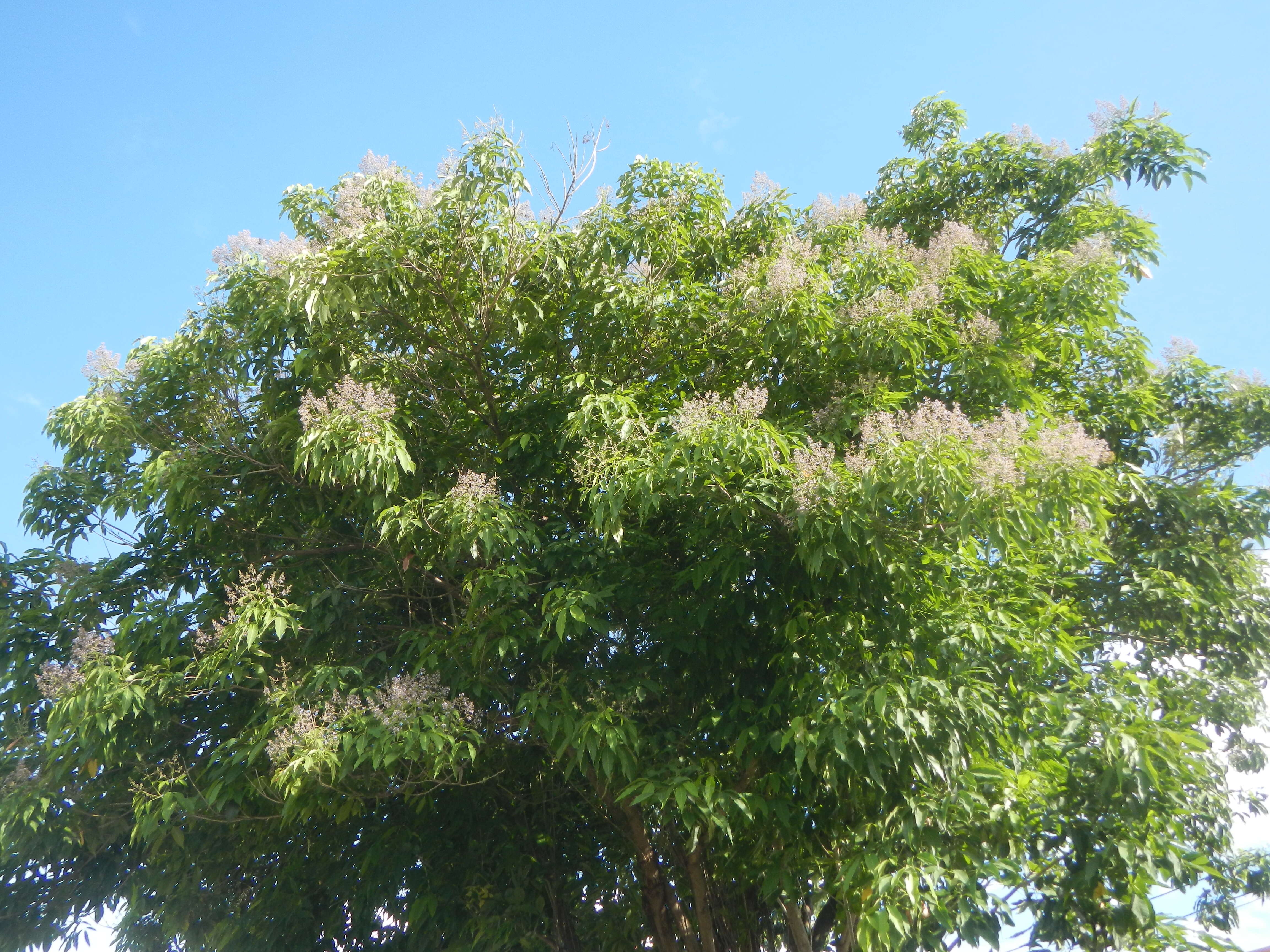 Image of smallflower chaste-tree