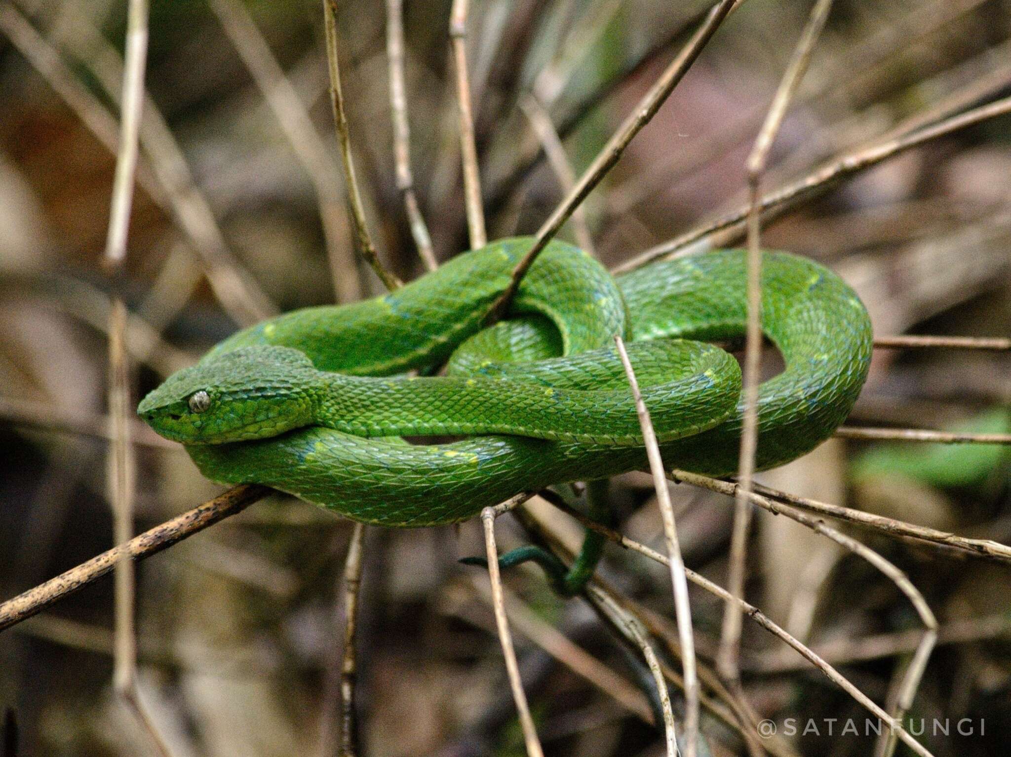 Image of Coffee Palm Viper