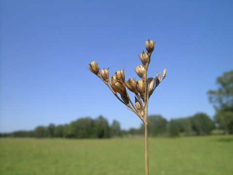 Image of forked rush