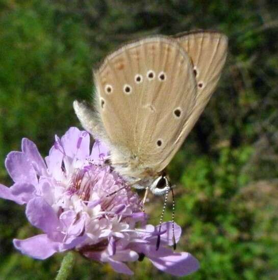 Image of Polyommatus ripartii