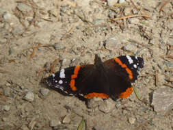 Image of Red Admiral