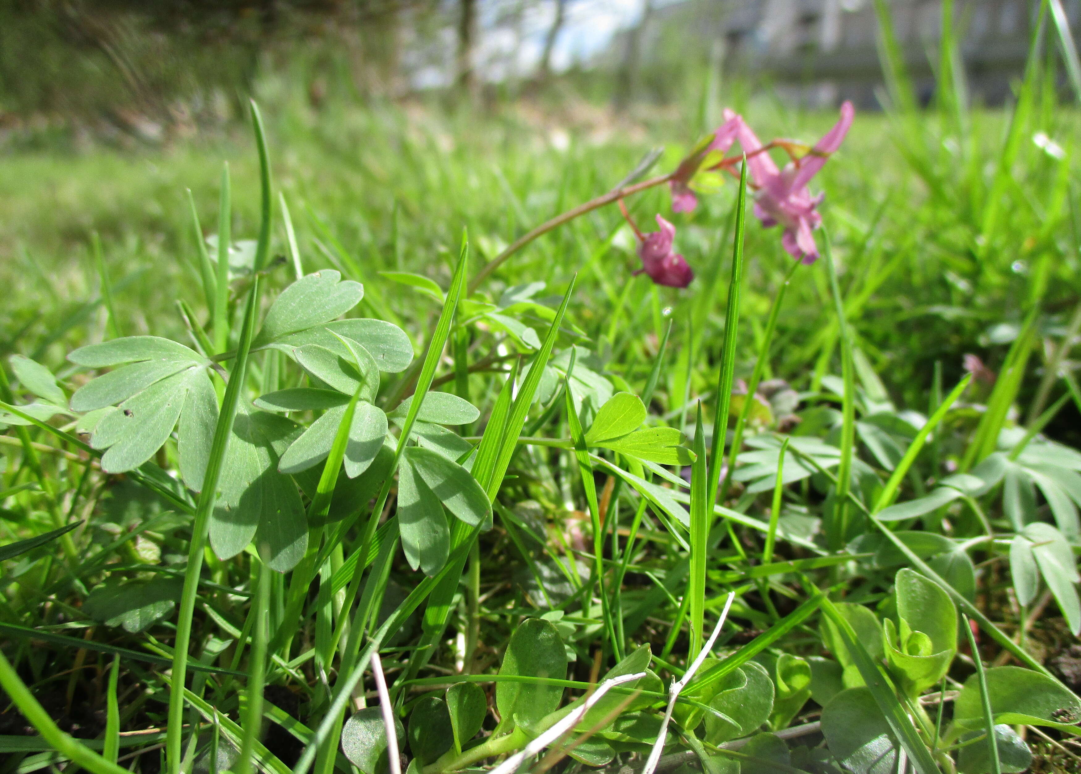 Plancia ëd Corydalis solida (L.) Clairv.