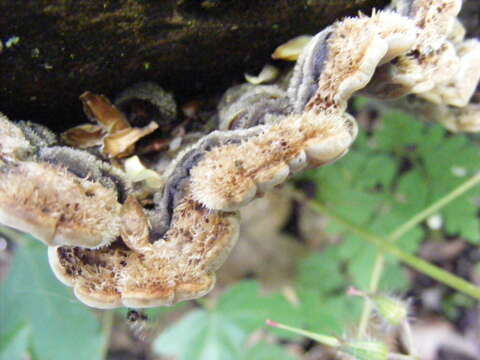 Image of Auricularia mesenterica (Dicks.) Pers. 1822