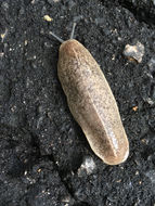 Image of <i>Leidyula floridana</i>