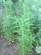 Image of <i>Erigeron sumatrensis</i>