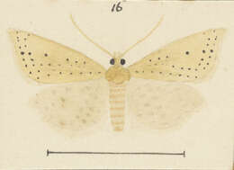 Image of Epichorista elephantina Meyrick 1885