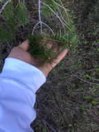 Image of <i>Pseudotsuga menziesii glauca</i>