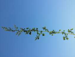 Plancia ëd Chenopodium opulifolium Schrader