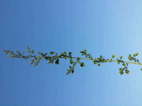 Plancia ëd Chenopodium opulifolium Schrader