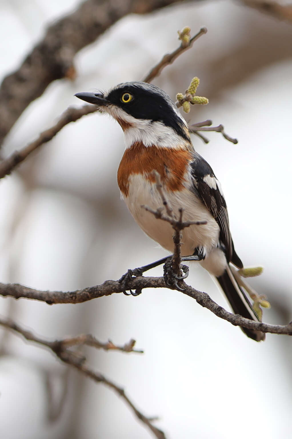 Image of Chinspot Batis