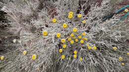 Image of lavender cotton