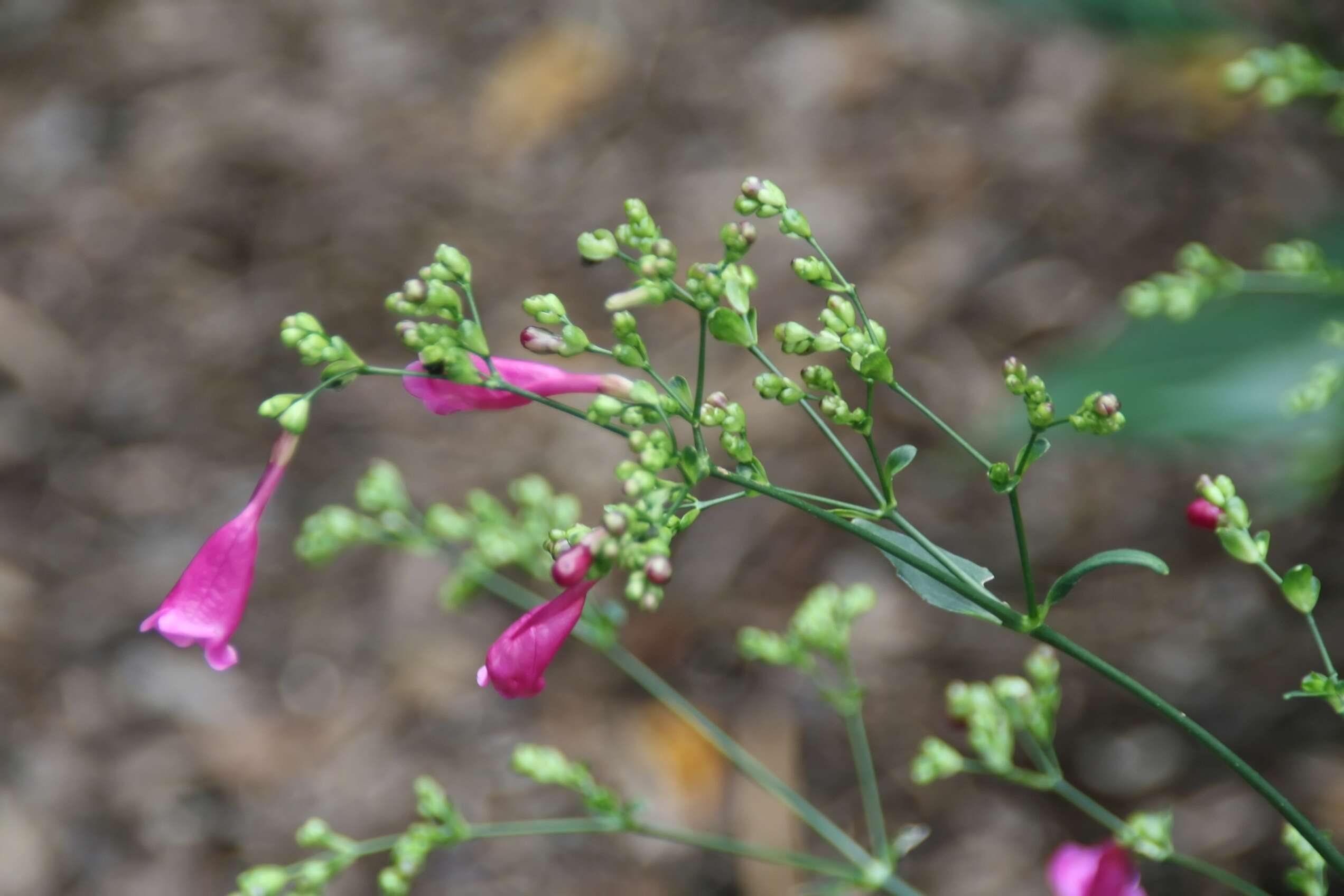 Image of Strobilanthes cusia (Nees) O. Kuntze