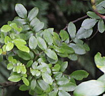 Image of Ackama rosifolia A. Cunn.