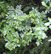 Image of Ackama rosifolia A. Cunn.
