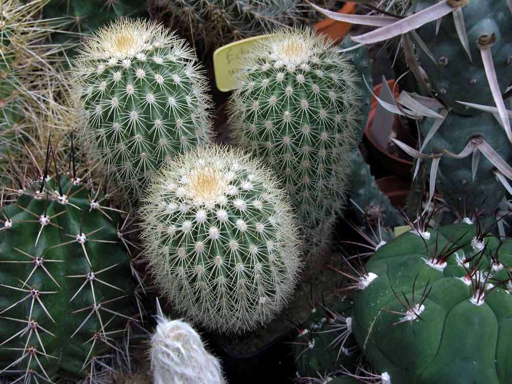 Image of Isla San Pedro Cactus