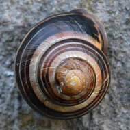 Image of Brown Lipped Snail