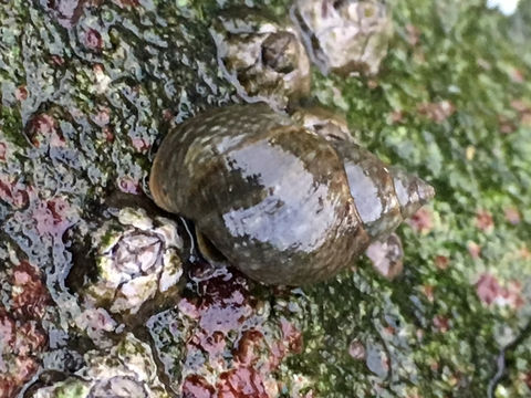 Image of eroded periwinkle