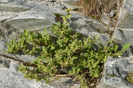 Image of eared willow