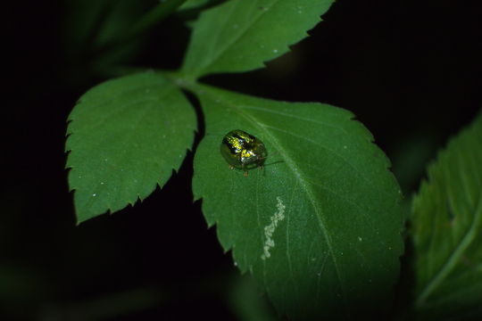 Image of <i>Cassida</i> (<i>Crepidaspis</i>) <i>circumdata</i> Herbst 1799