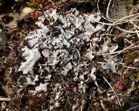 Image of Field dog-lichen;   Felt lichen