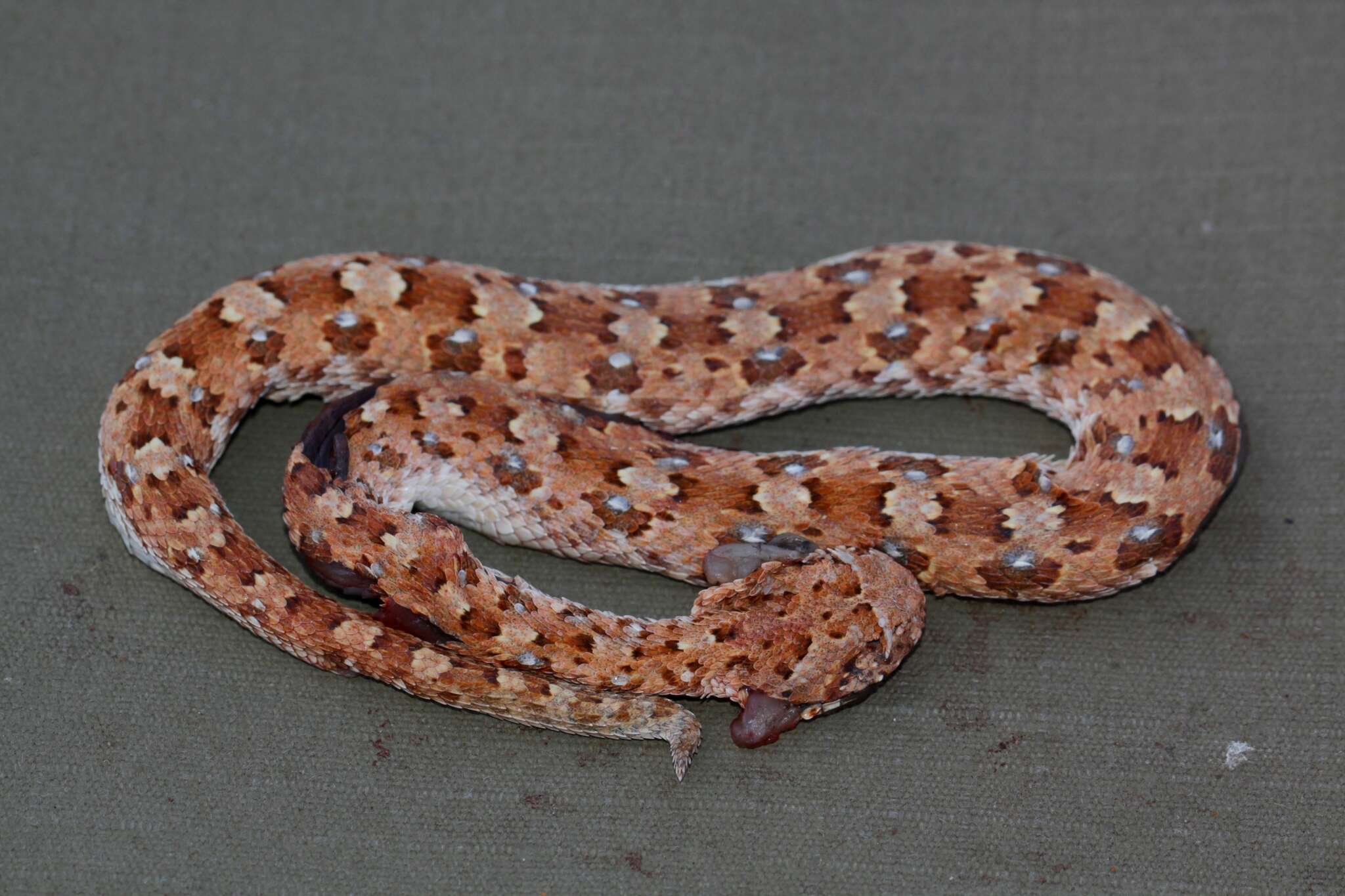 Image of Horned Adder