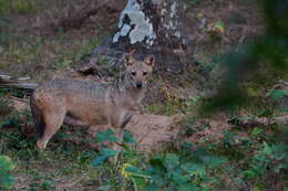 Image of golden jackal