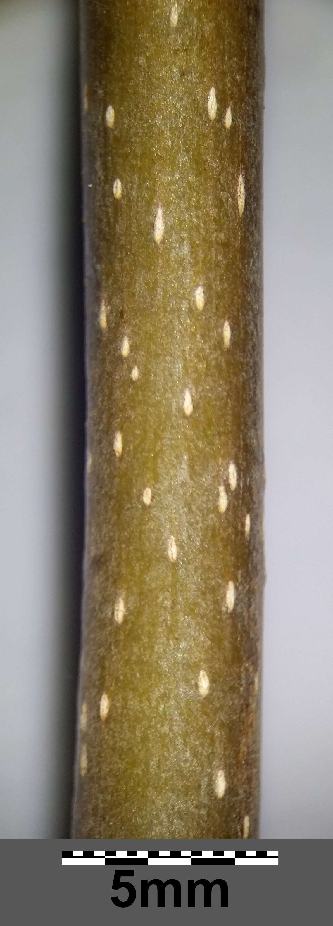 Imagem de Acer pseudoplatanus L.