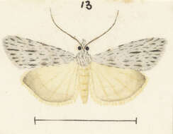 Image of Scoparia chalicodes Meyrick 1884