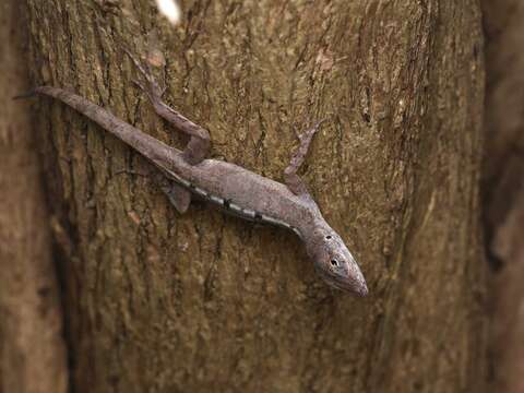 Image de Anolis scriptus Garman 1887