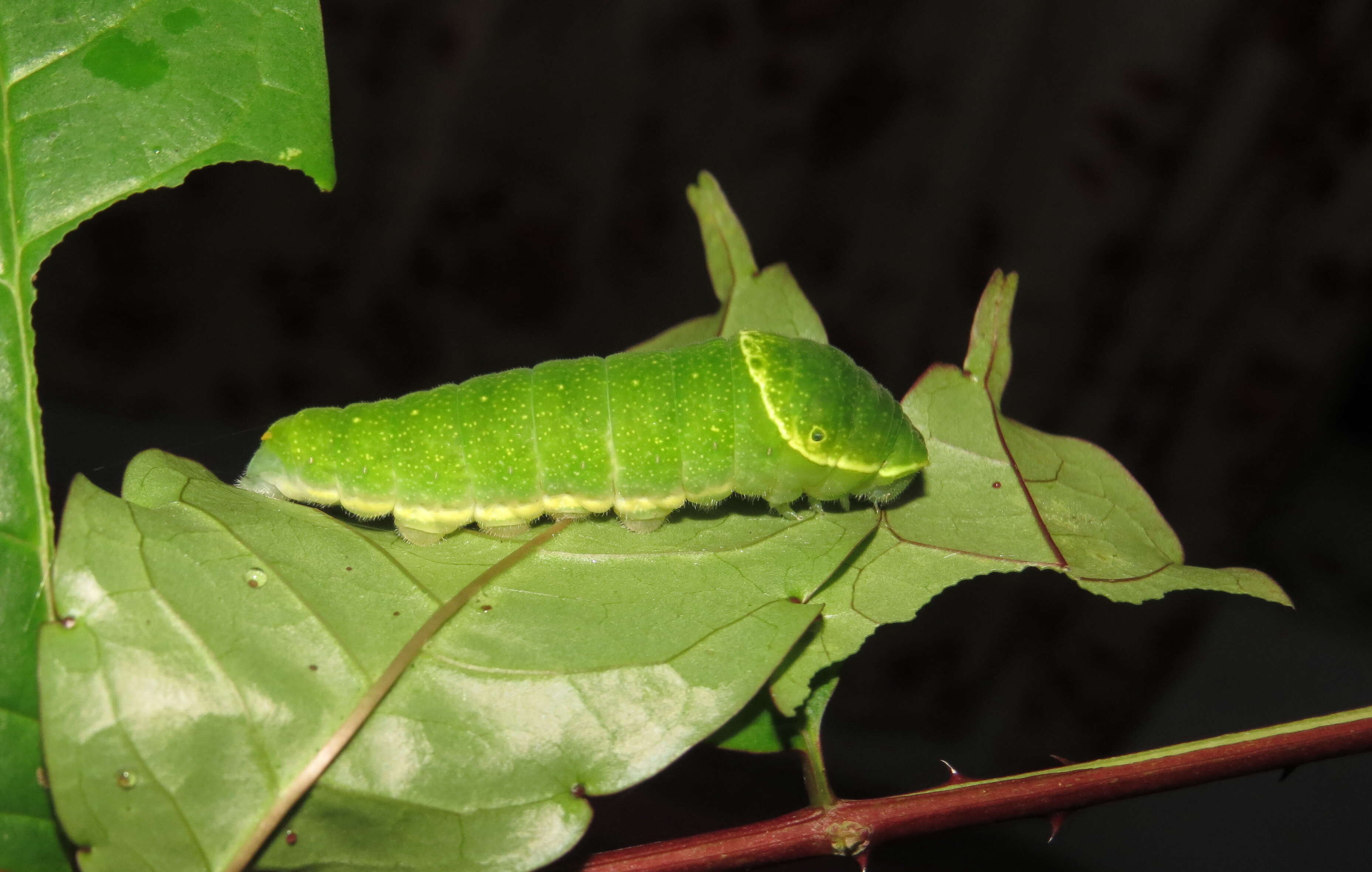 Image of Zanthoxylum rhetsa (Roxb.) DC.