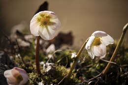 Image of Hellebore