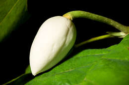 Image of Magnolia sieboldii K. Koch