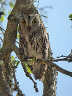 Image of African Scops Owl